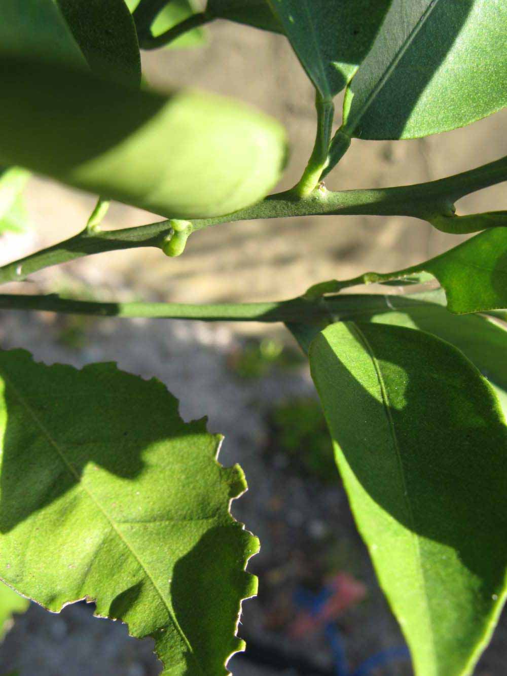            First year twig (Winter Haven, FL)   